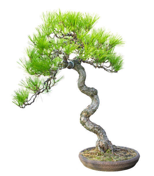 Literati Bonsai  Red Gate Bonsai