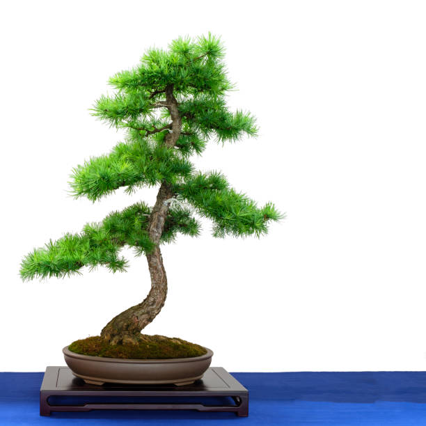 Uprights - Formal and Informal Bonsai Style