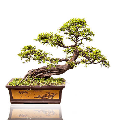 Windswept Bonsai