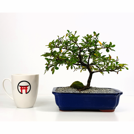 Chinese Elm