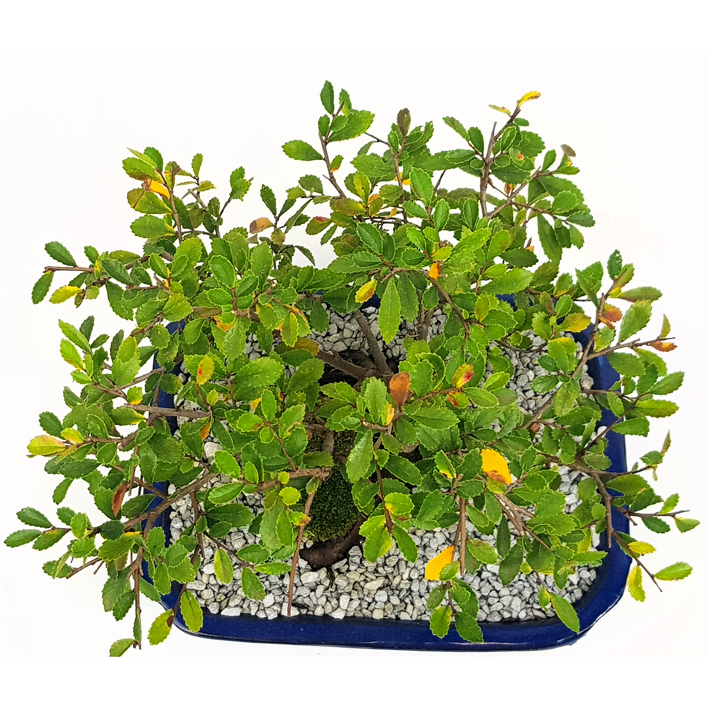 Chinese Elm