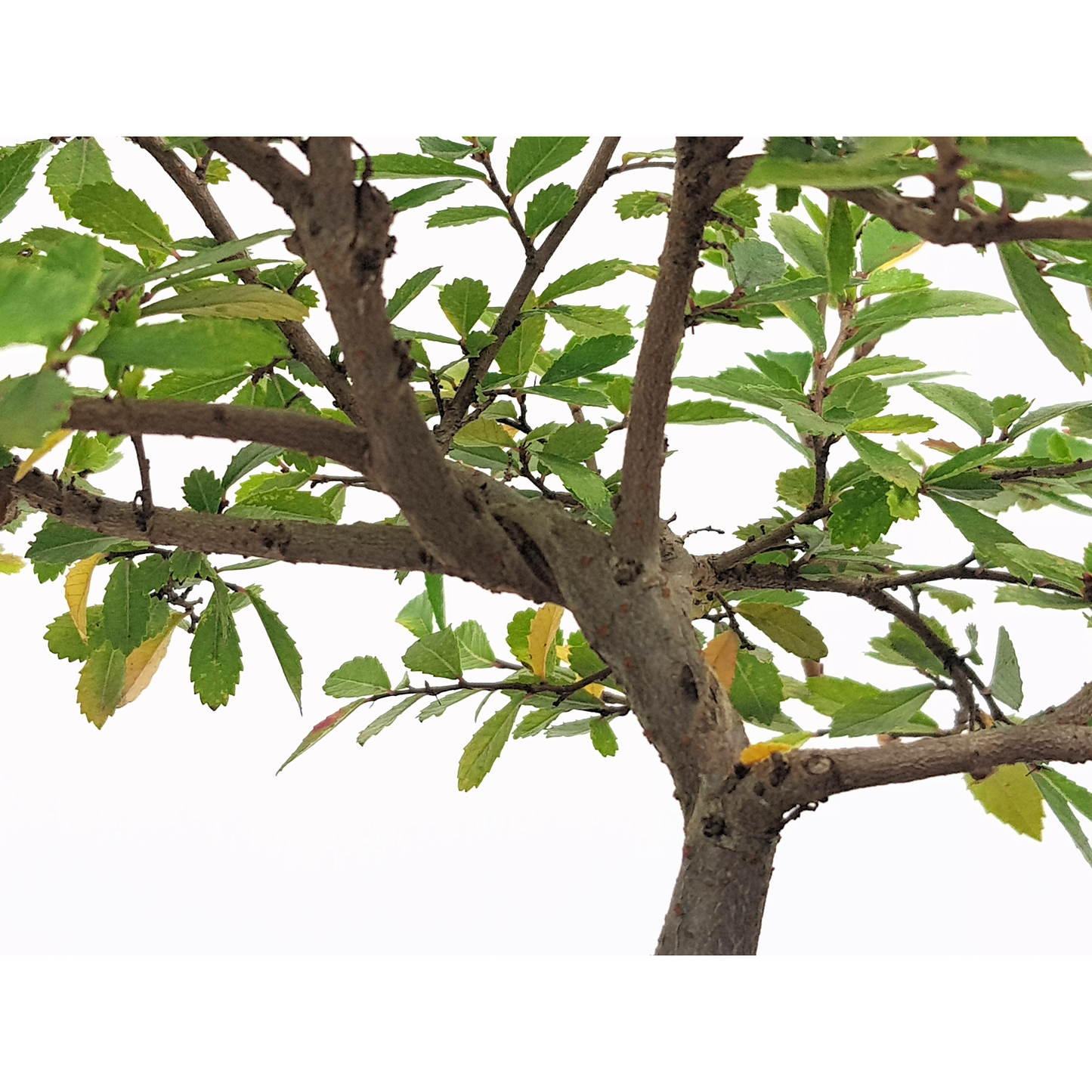 Chinese Elm