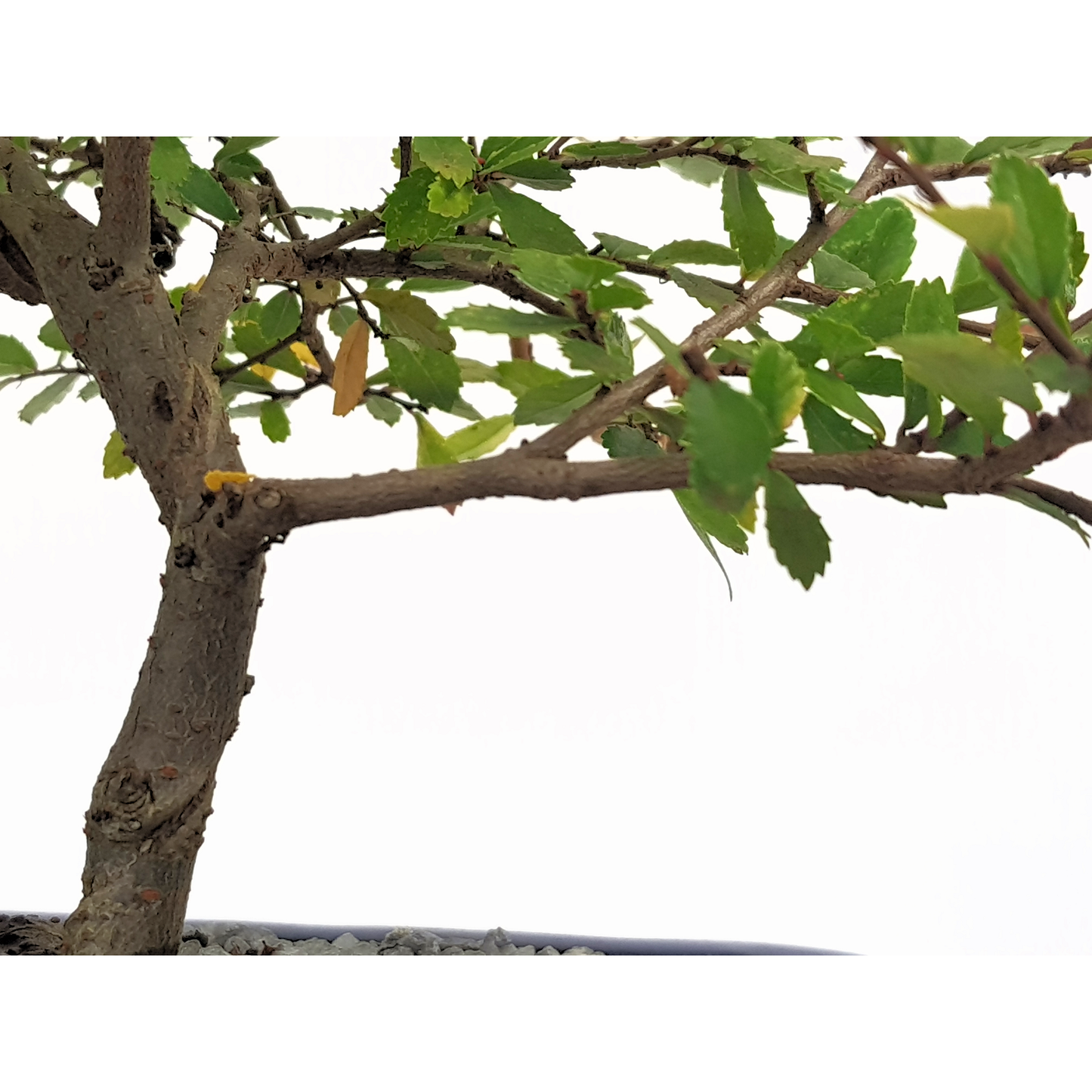 Chinese Elm