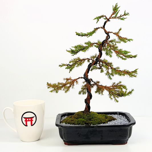 Chinese Juniper