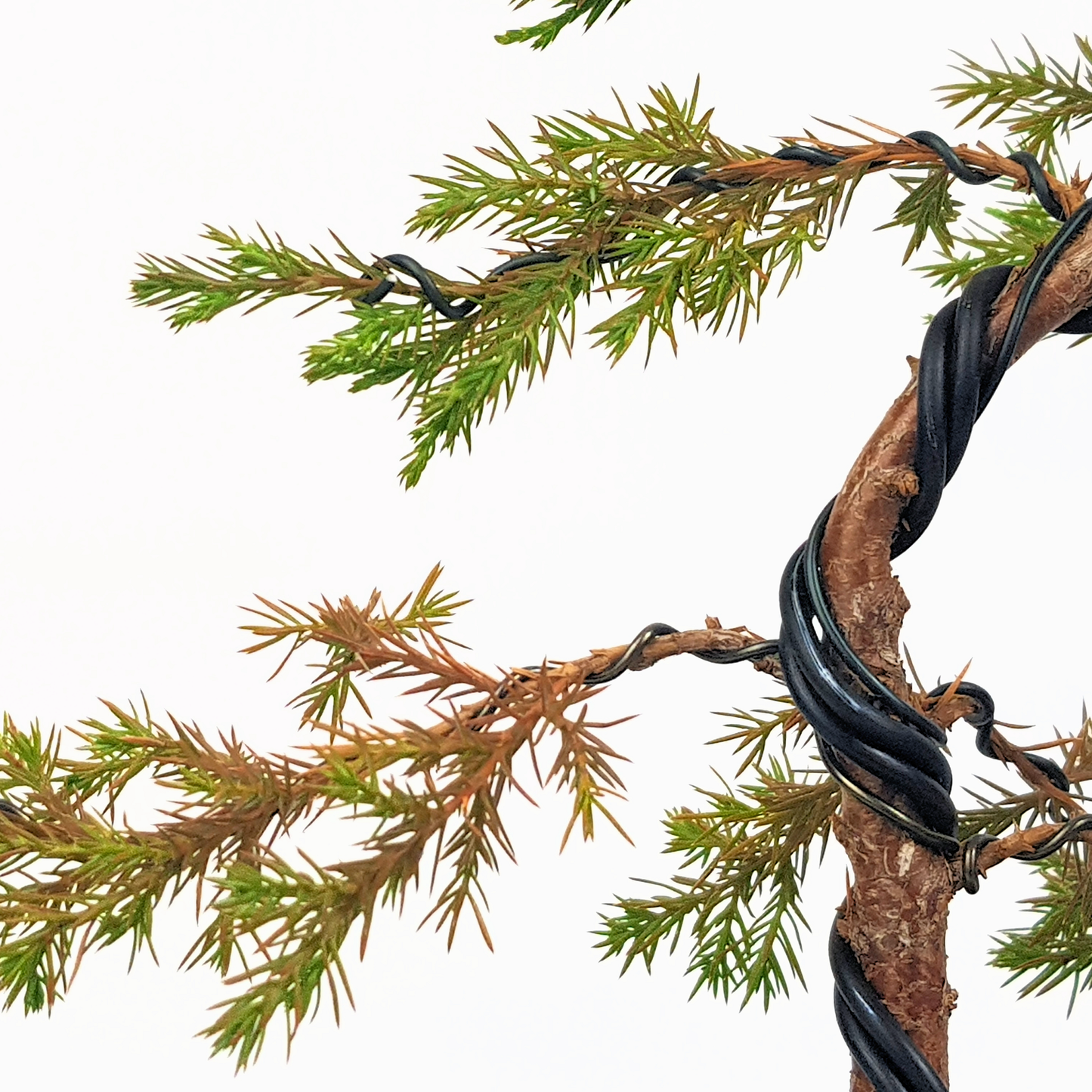 Chinese Juniper