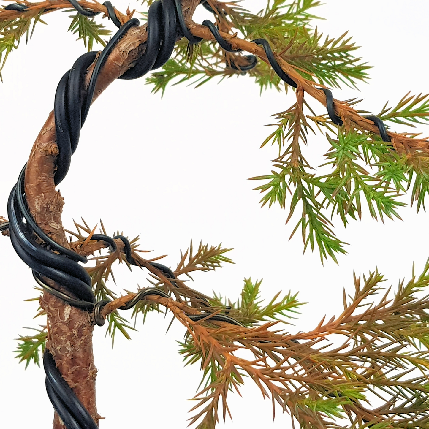 Chinese Juniper