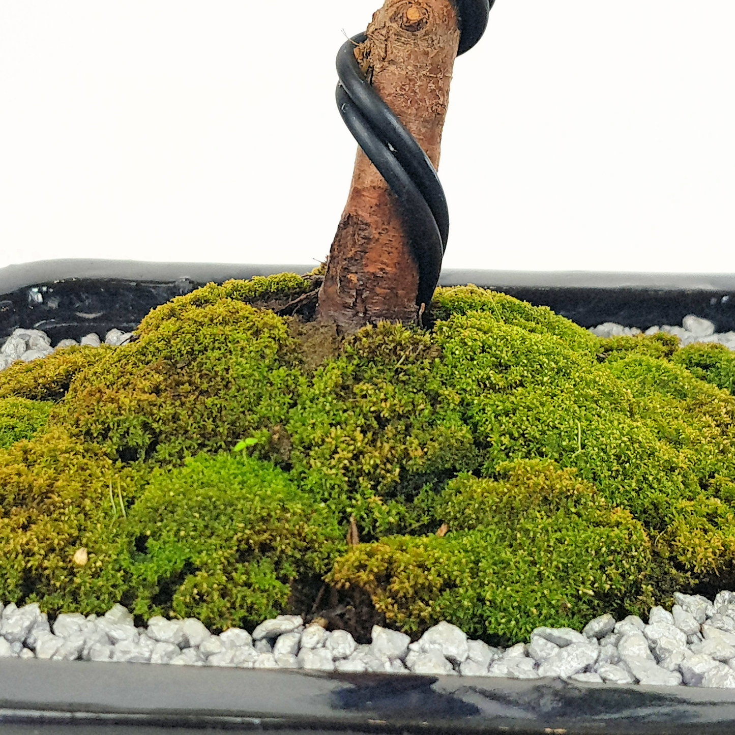 Chinese Juniper