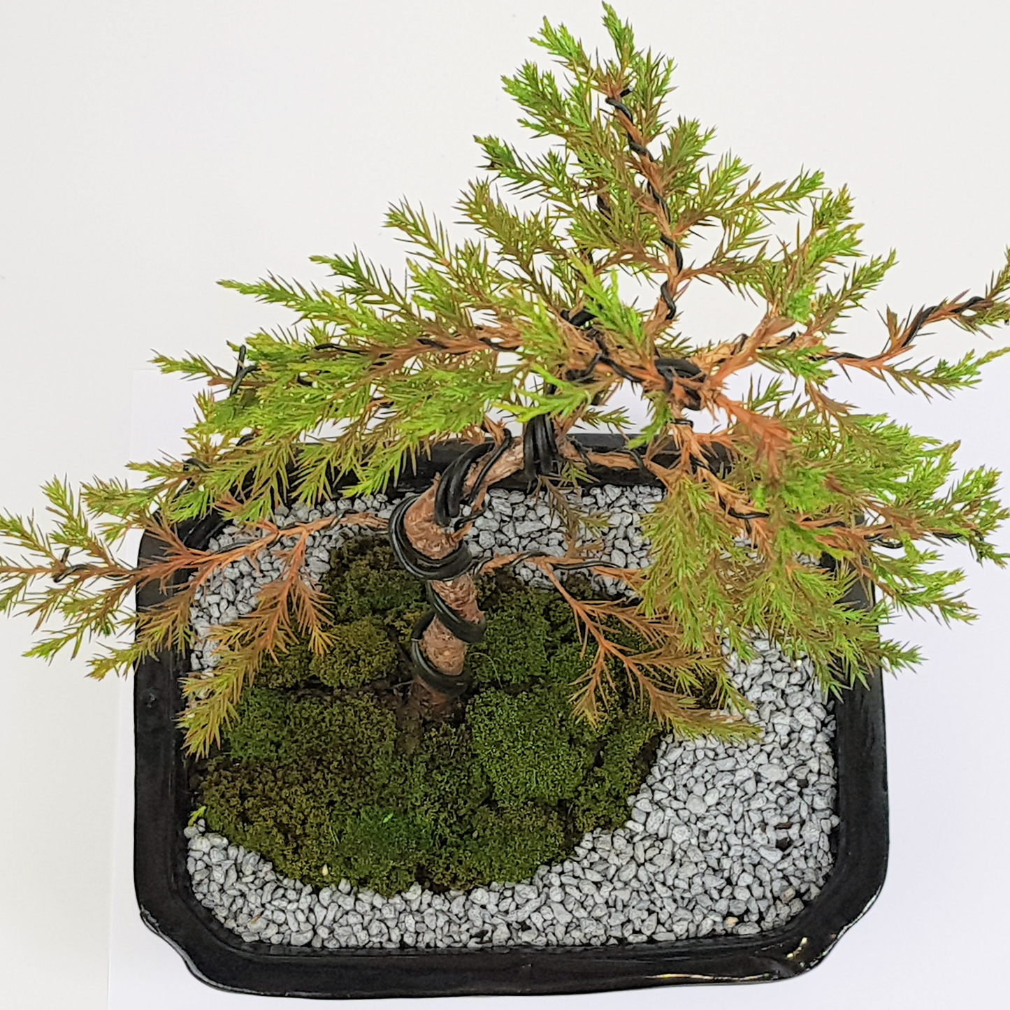 Chinese Juniper
