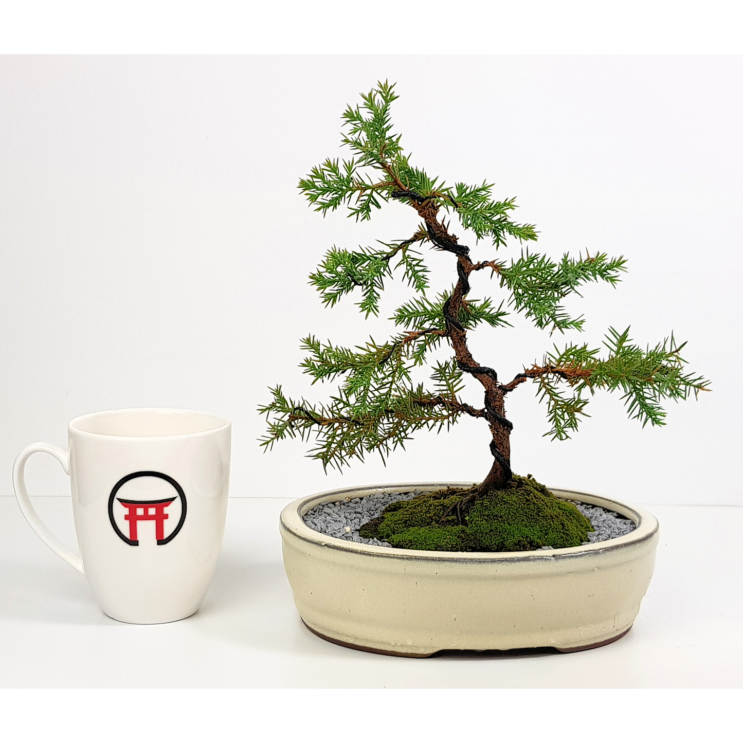 Squamata Chinese Juniper