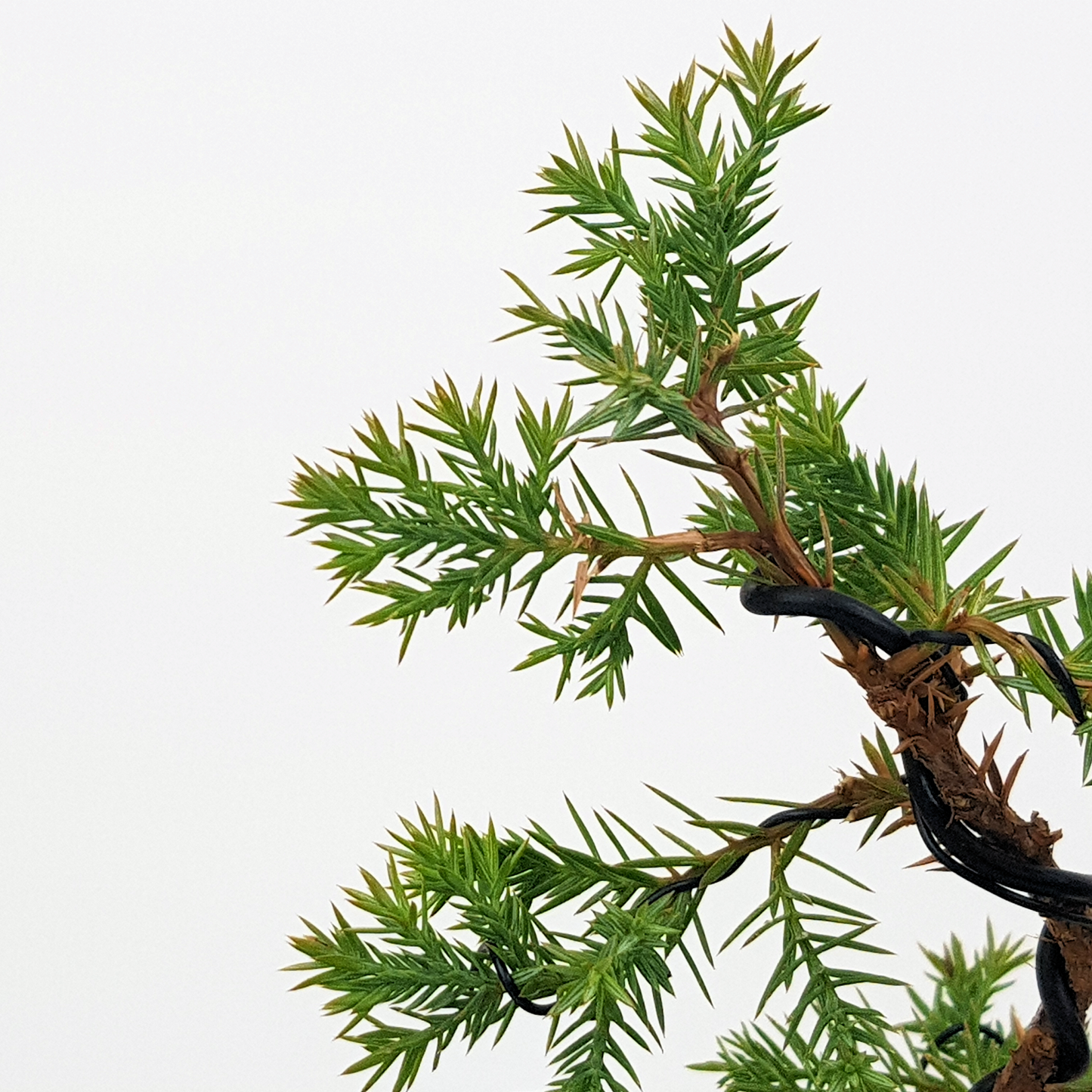 Squamata Chinese Juniper