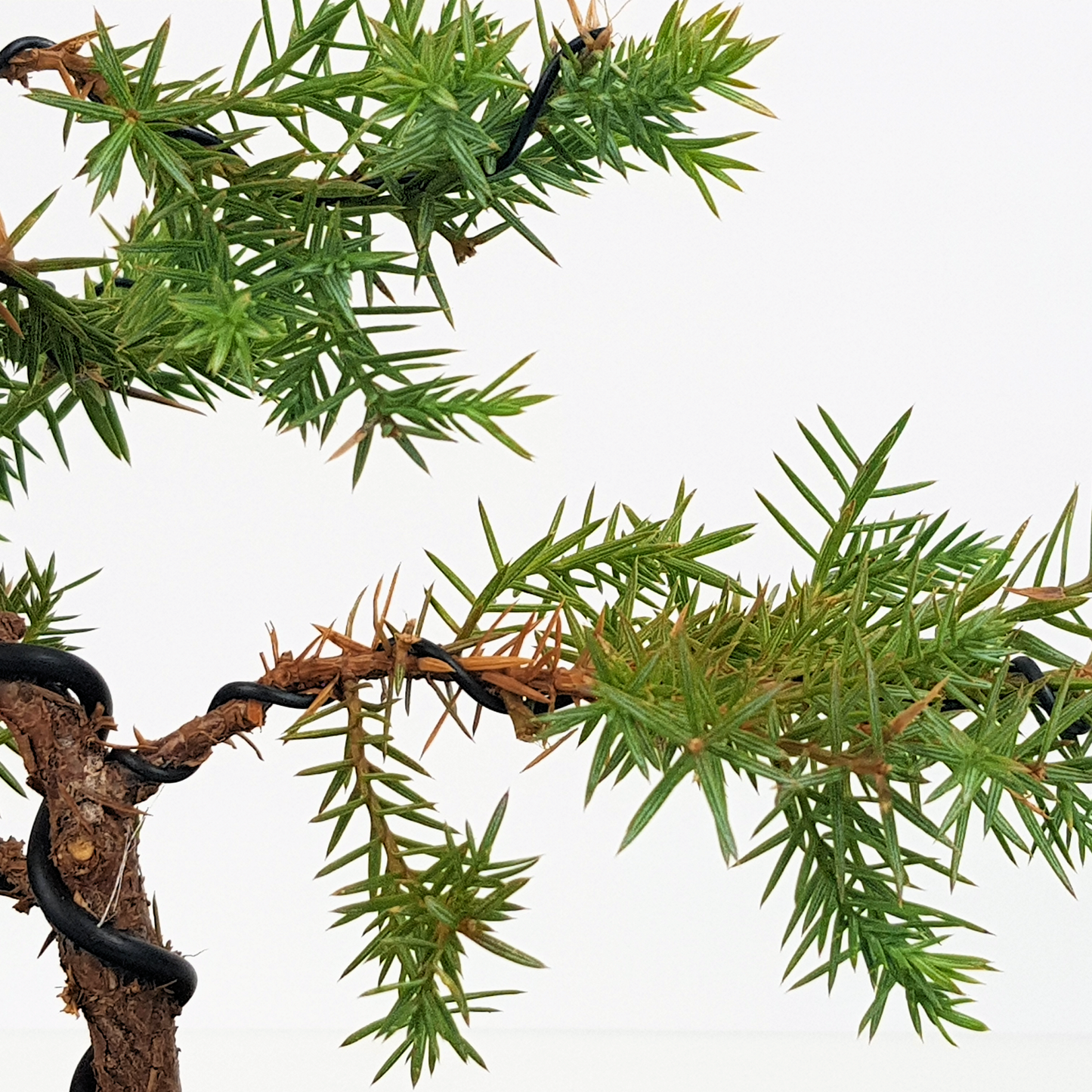 Squamata Chinese Juniper