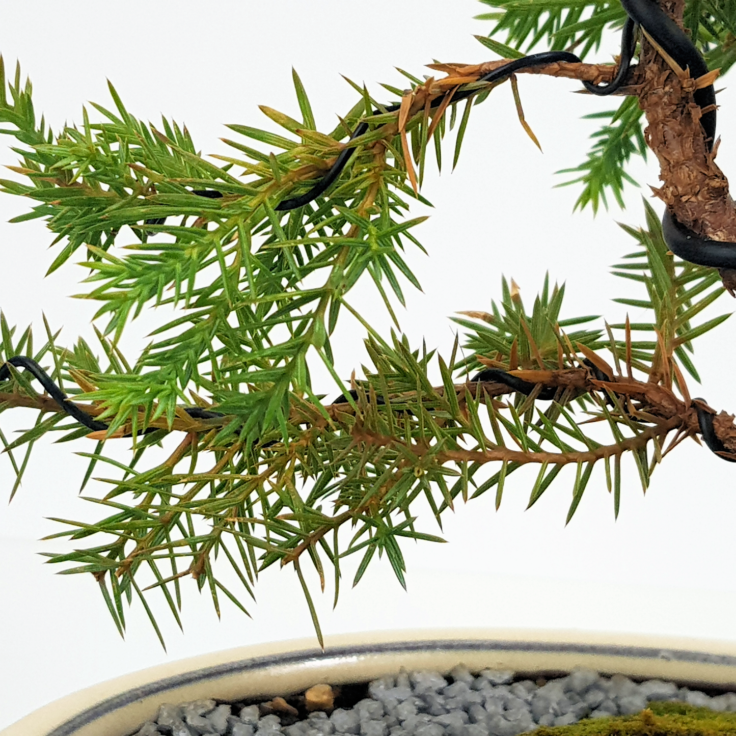 Squamata Chinese Juniper