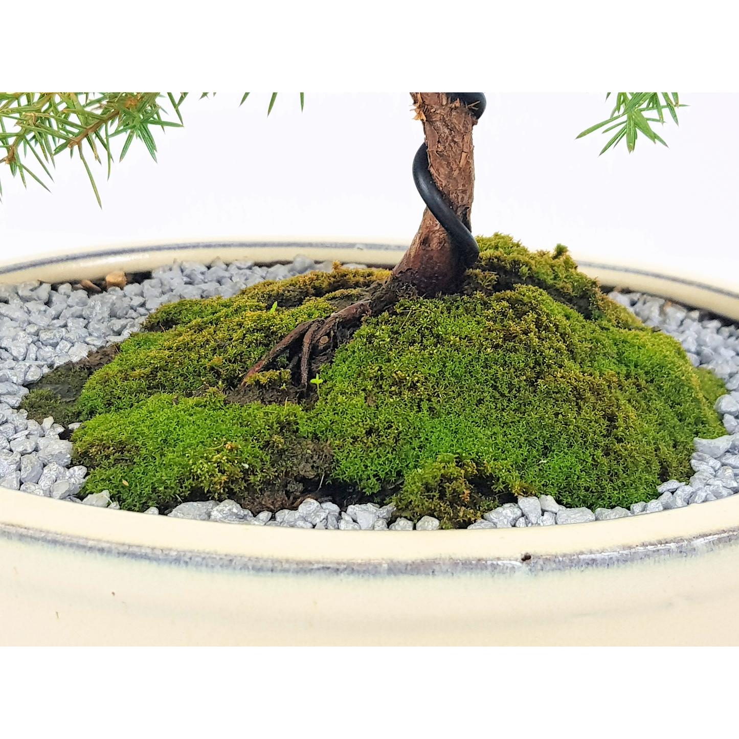 Squamata Chinese Juniper