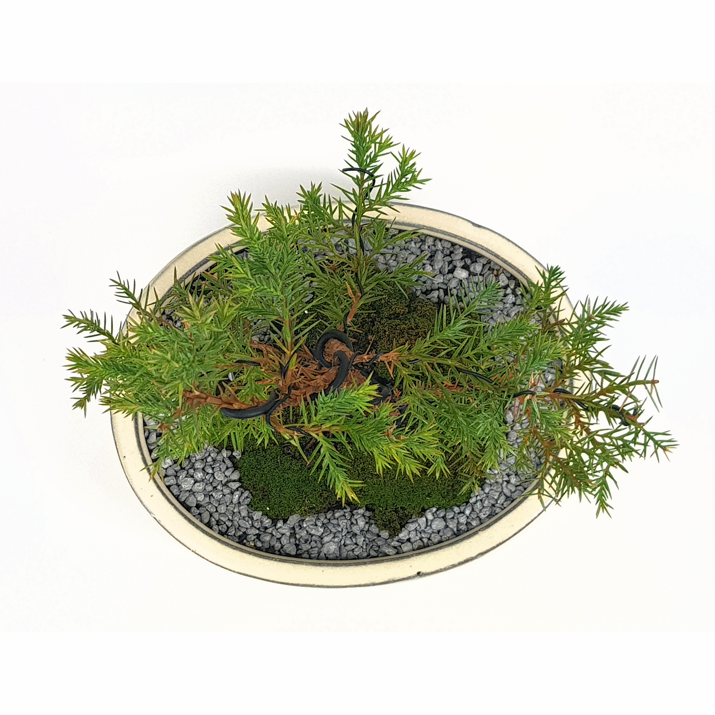 Squamata Chinese Juniper