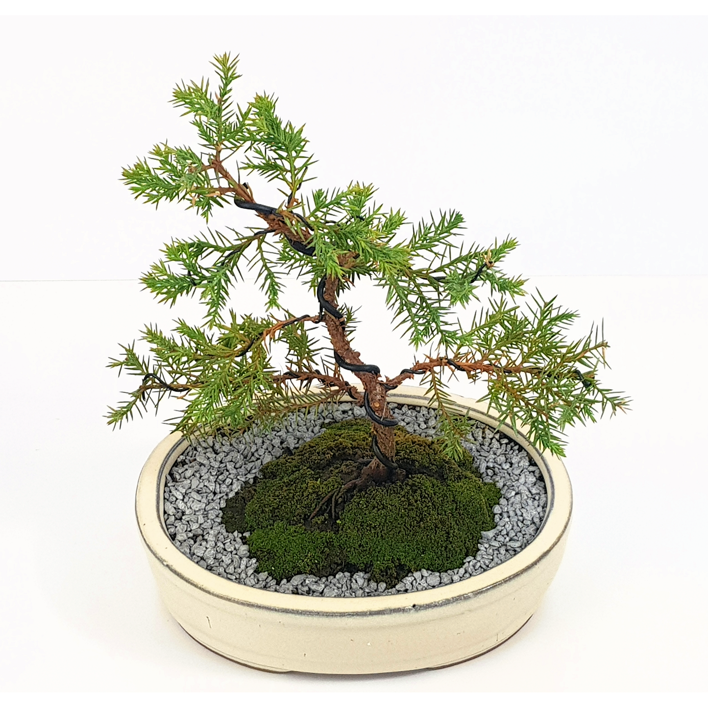 Squamata Chinese Juniper
