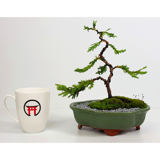 Chinese Juniper