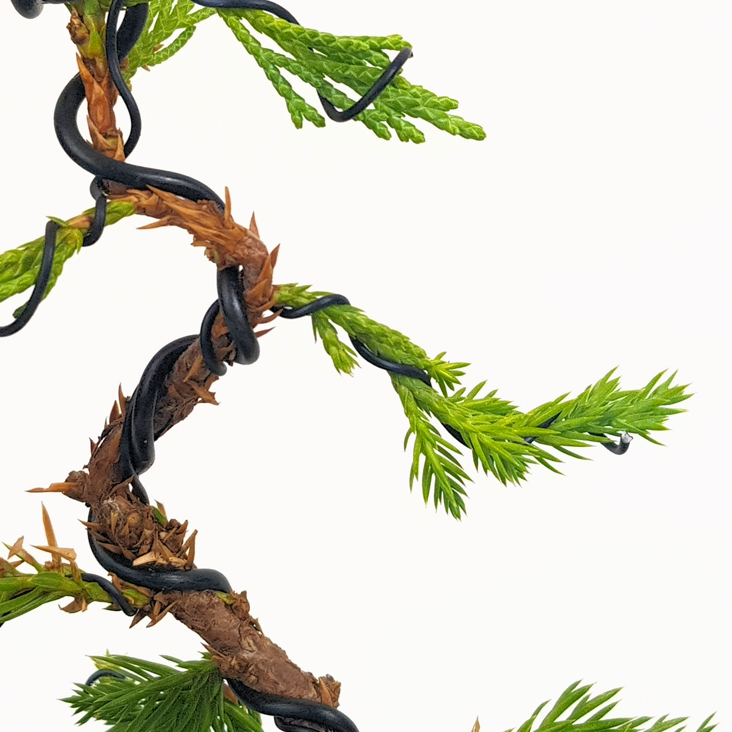 Chinese Juniper