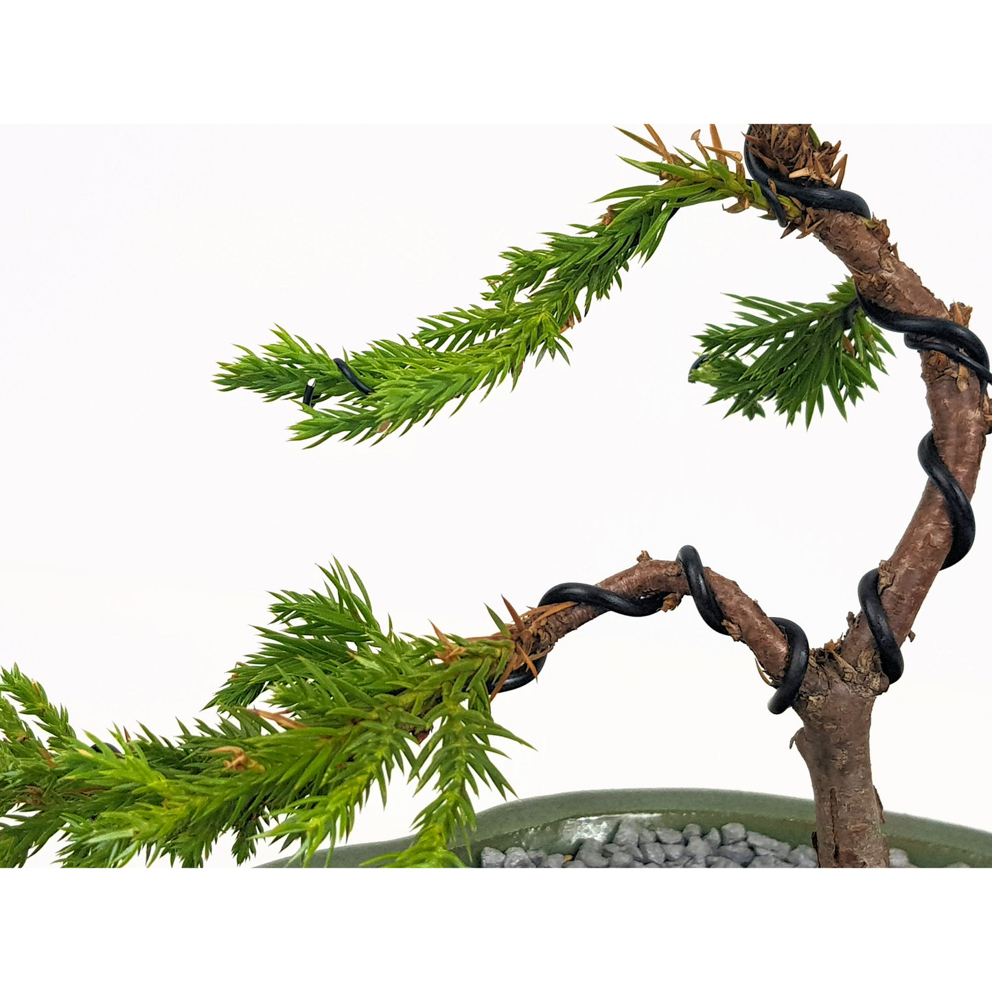 Chinese Juniper