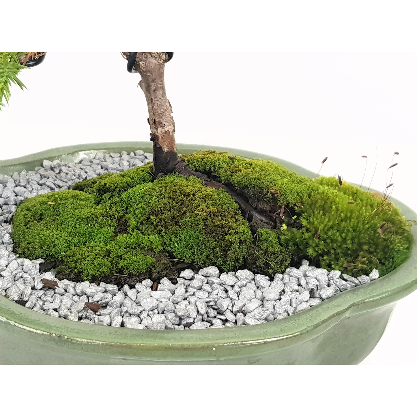 Chinese Juniper