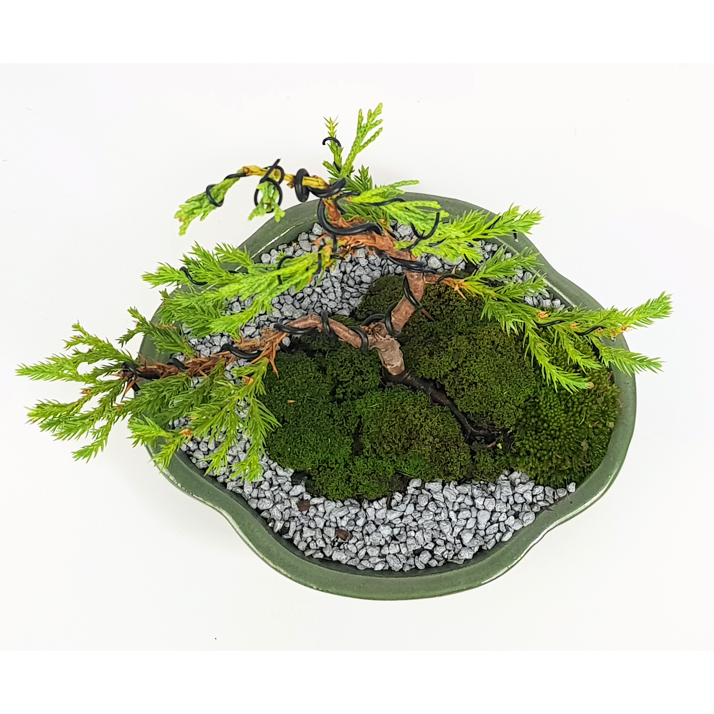 Chinese Juniper