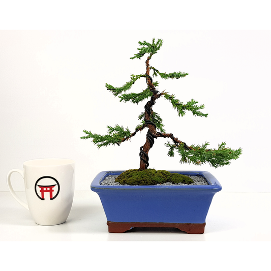 Squamata Chinese Juniper