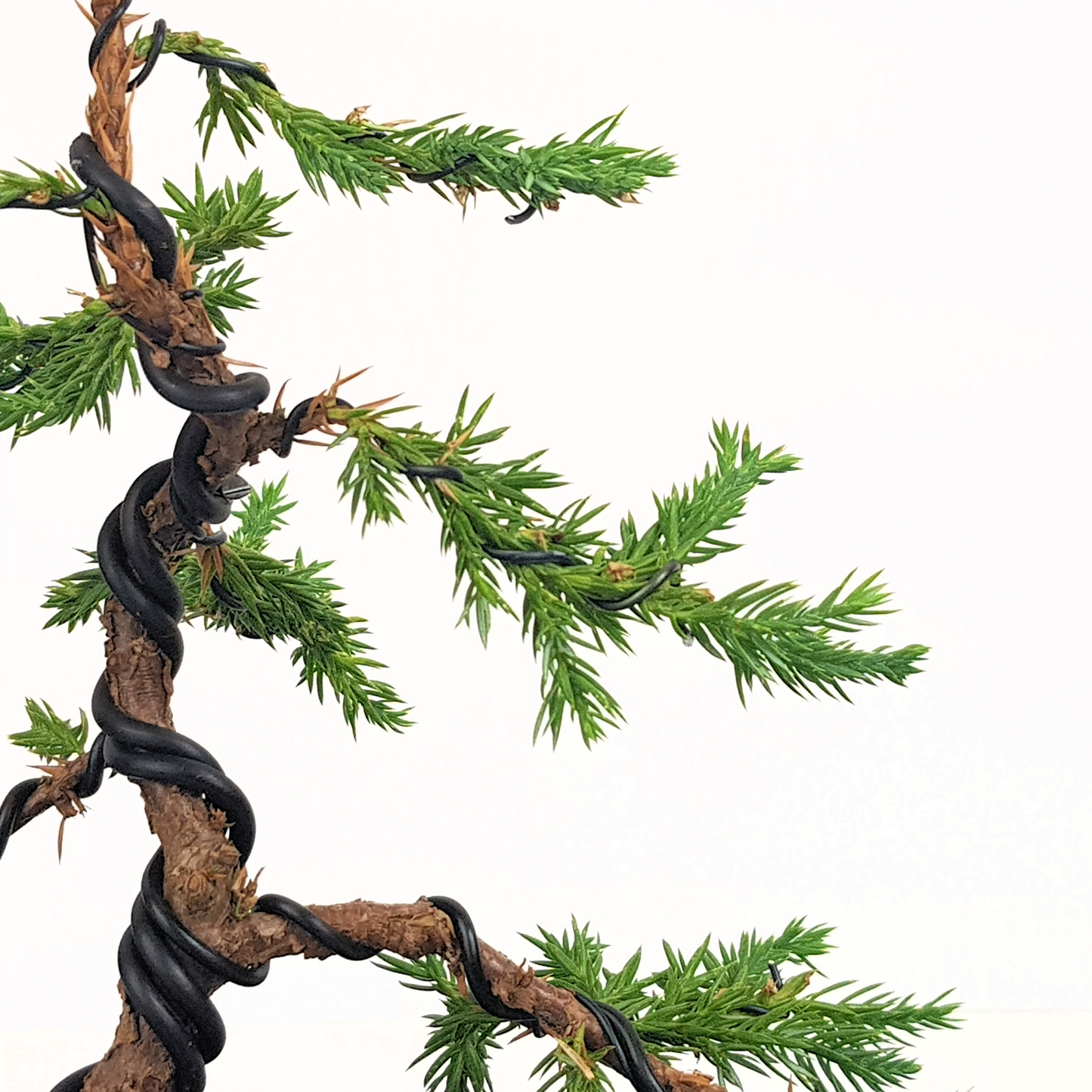 Squamata Chinese Juniper