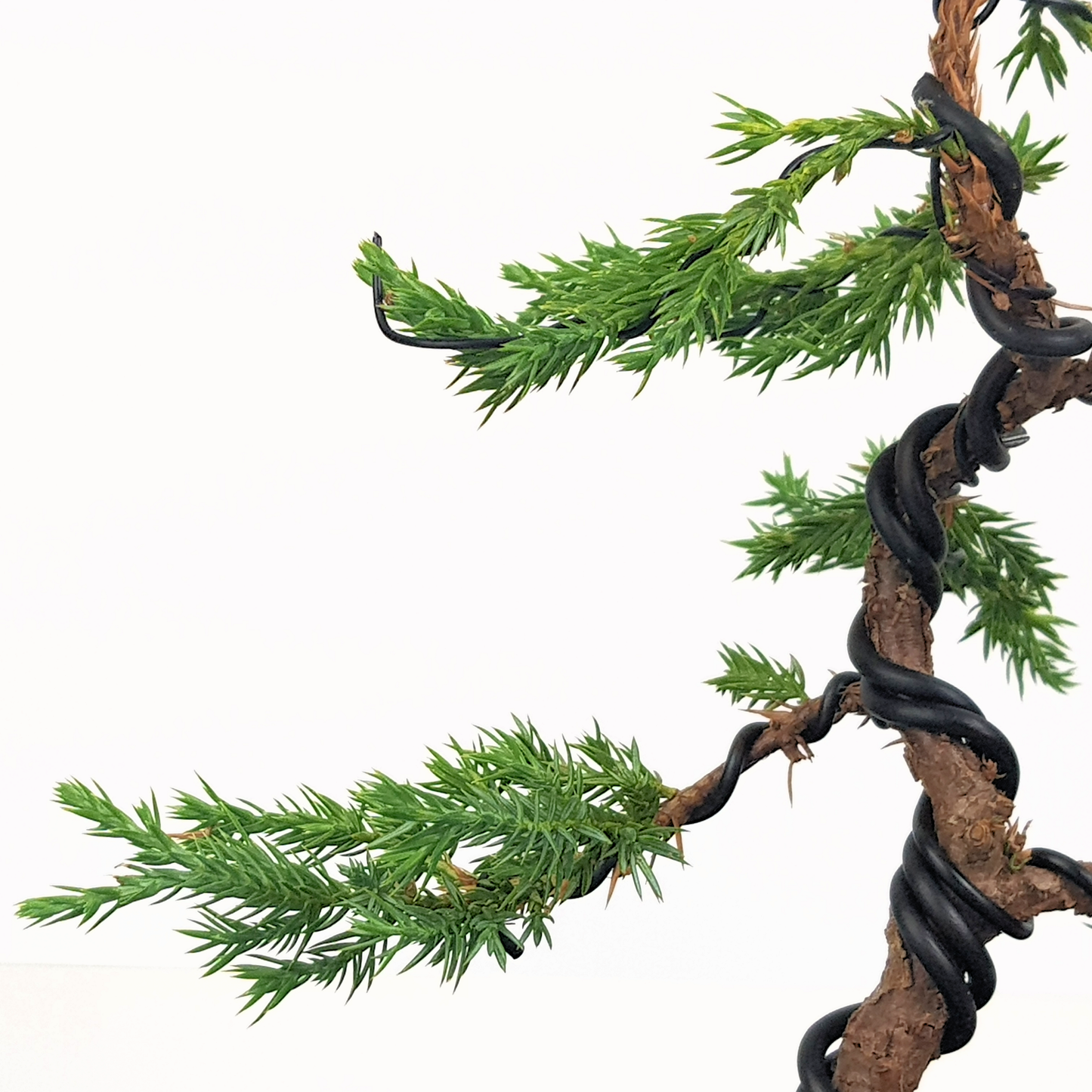 Squamata Chinese Juniper