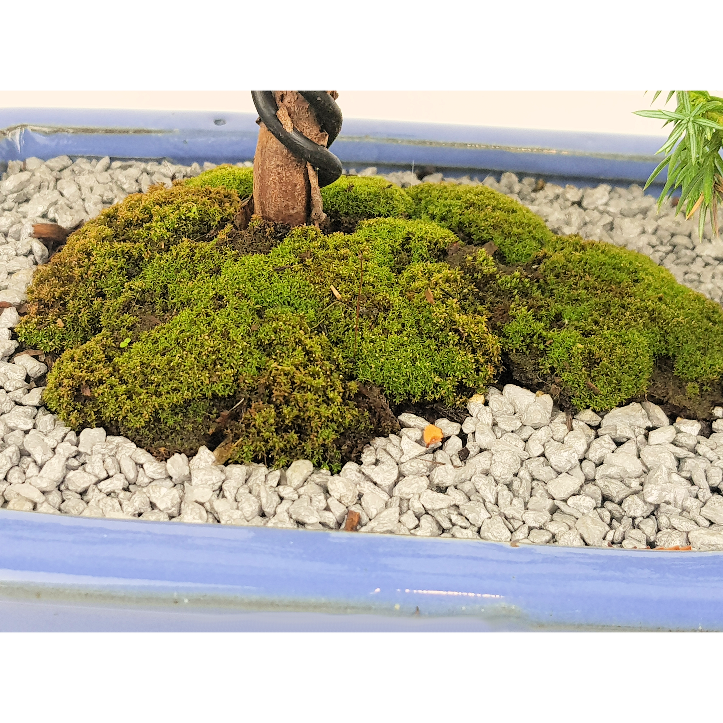 Squamata Chinese Juniper