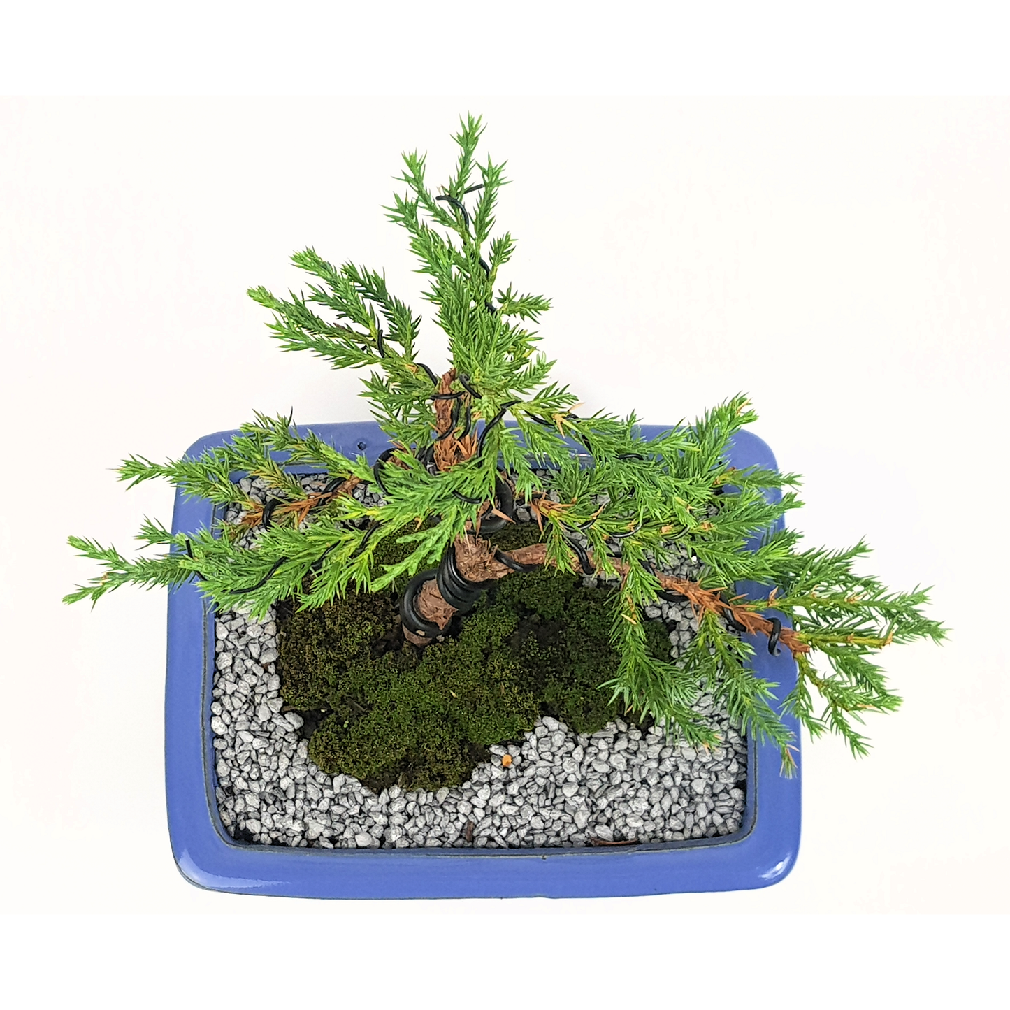 Squamata Chinese Juniper