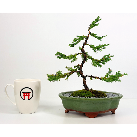 Chinese Juniper