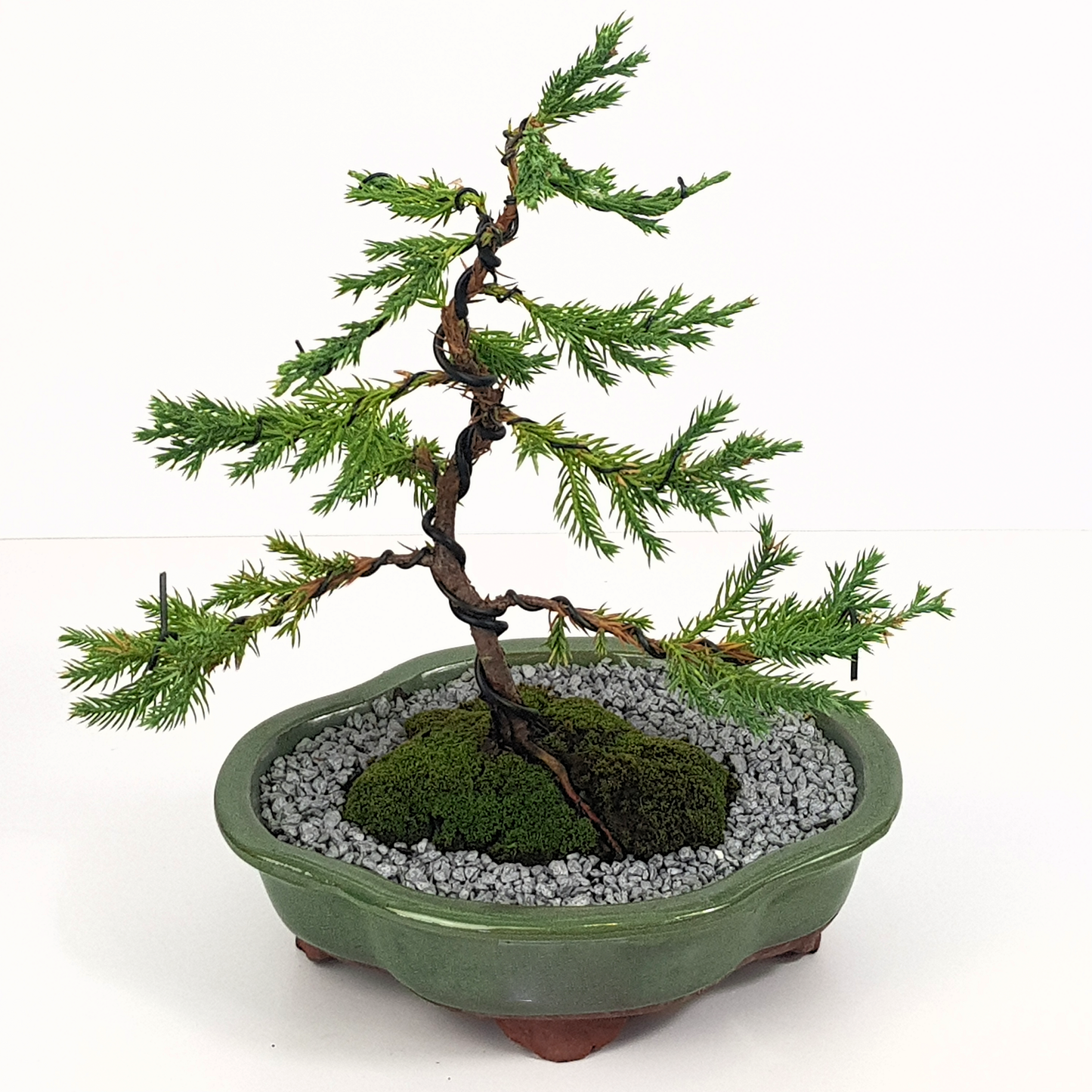 Chinese Juniper