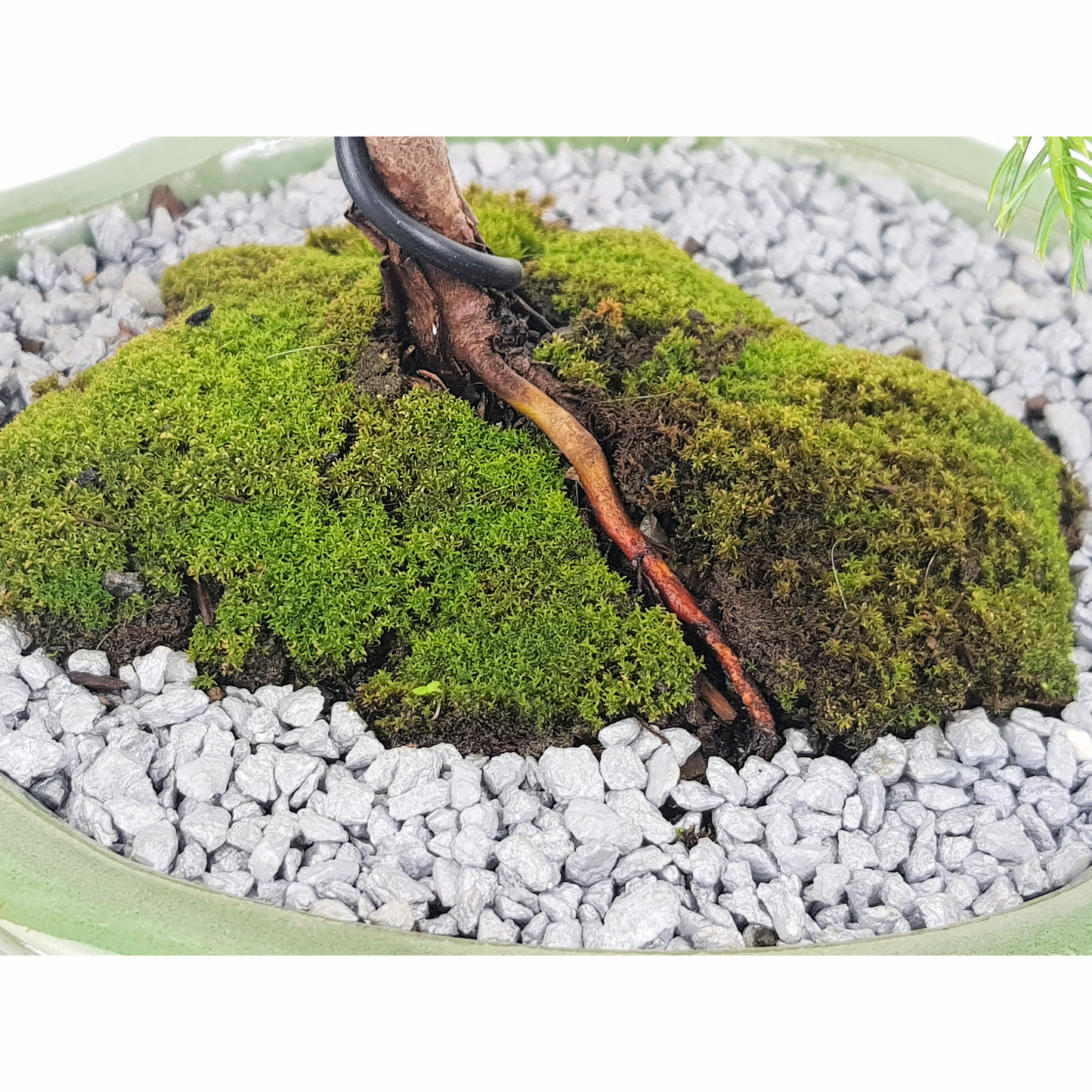 Chinese Juniper