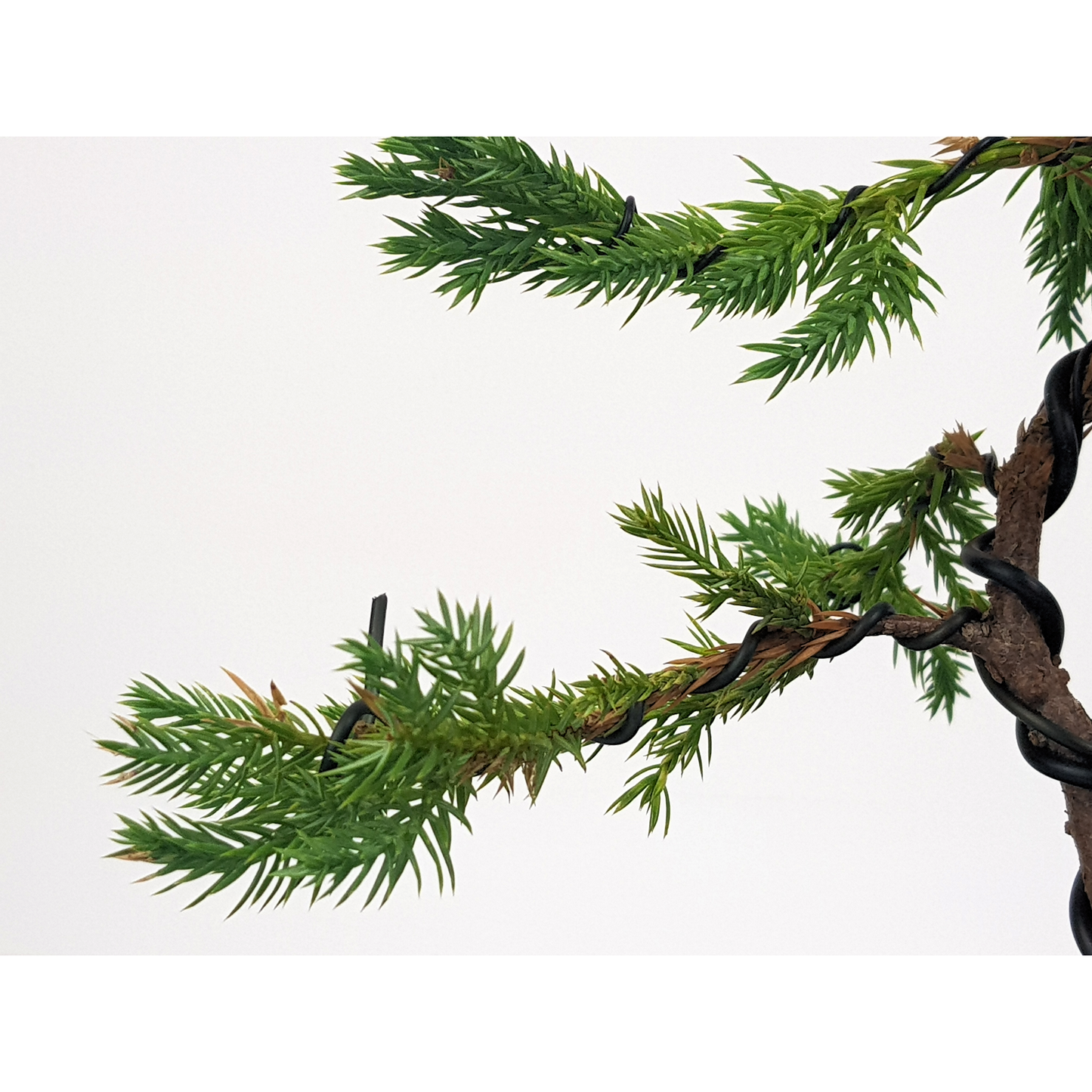 Chinese Juniper