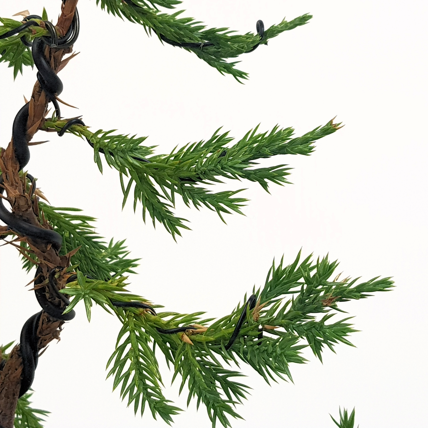 Chinese Juniper