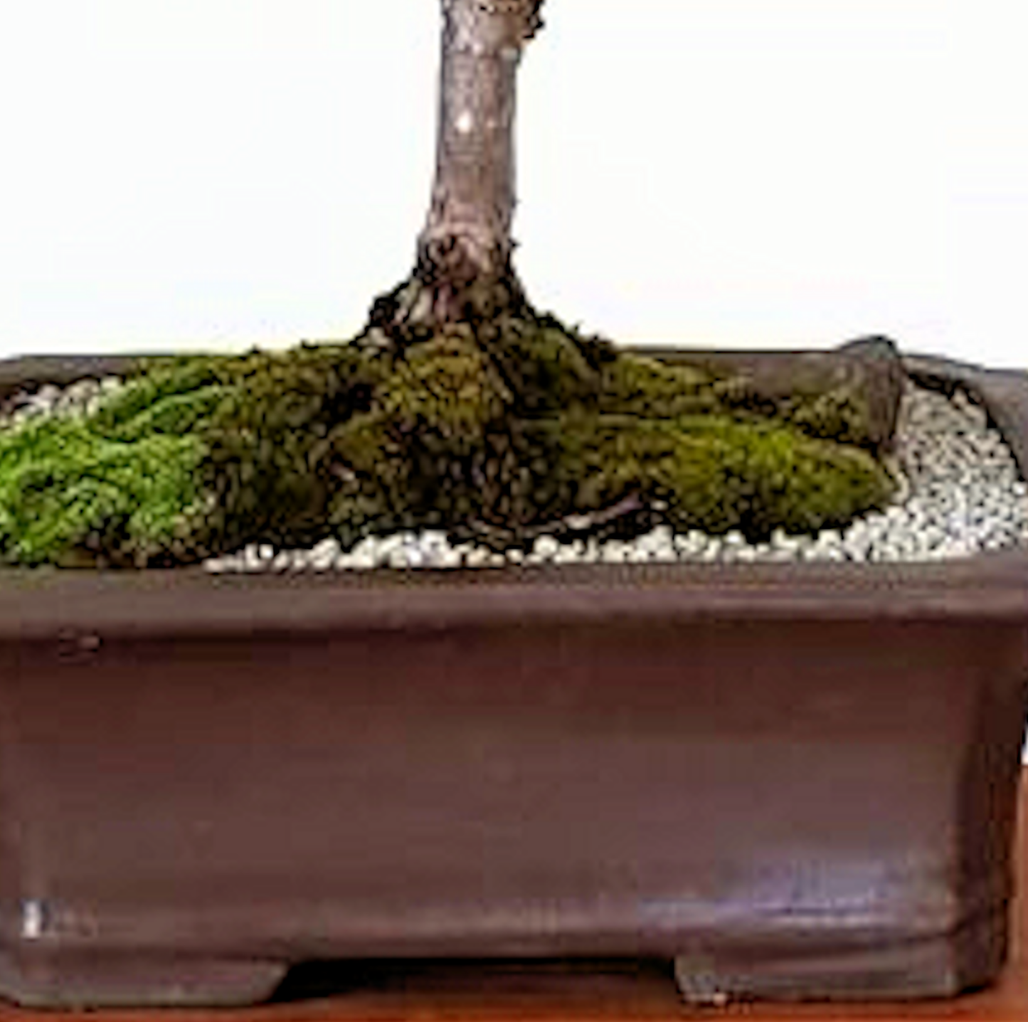 Chinese Juniper