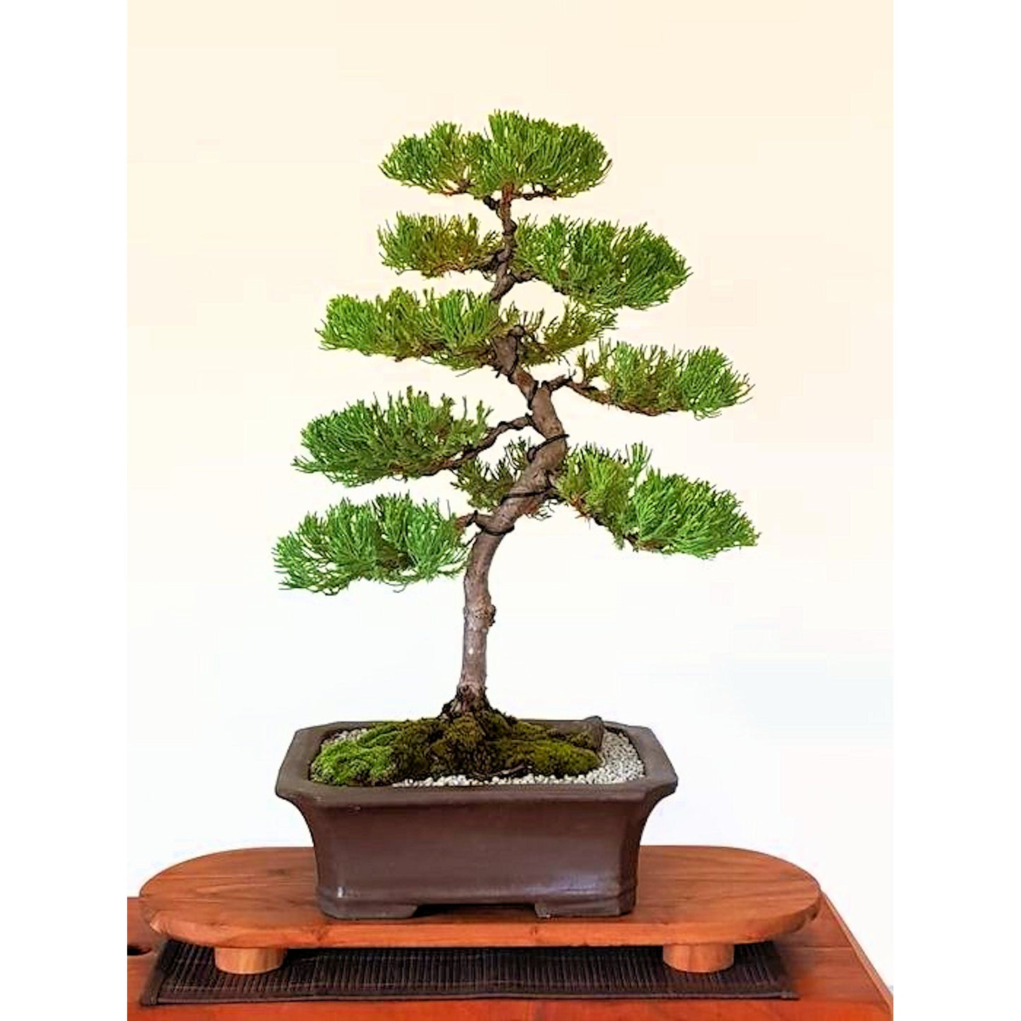Chinese Juniper