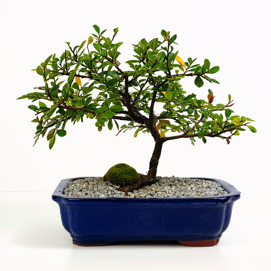 Chinese Elm (Ulmus Parvifolia) - Bonsai Care and Maintenance