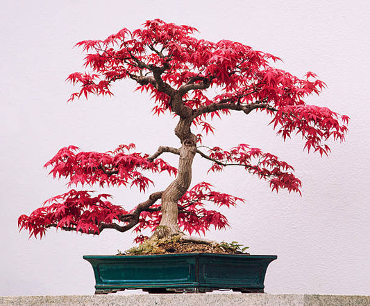 Japanese Maple - Bonsai Care and Maintenance