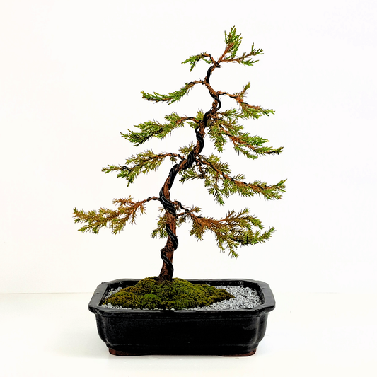 Chinese Juniper