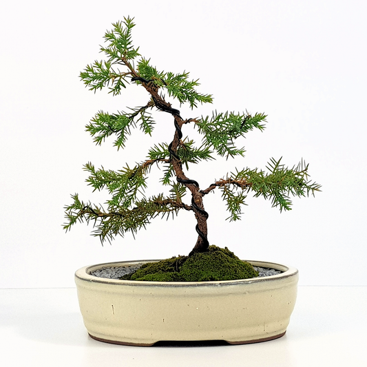 Squamata Chinese Juniper