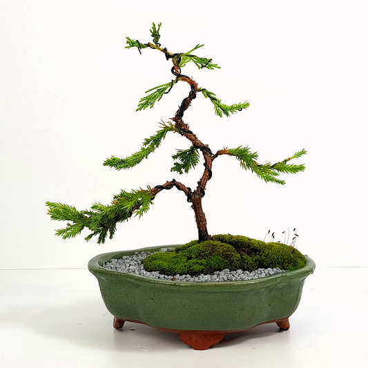 Chinese Juniper