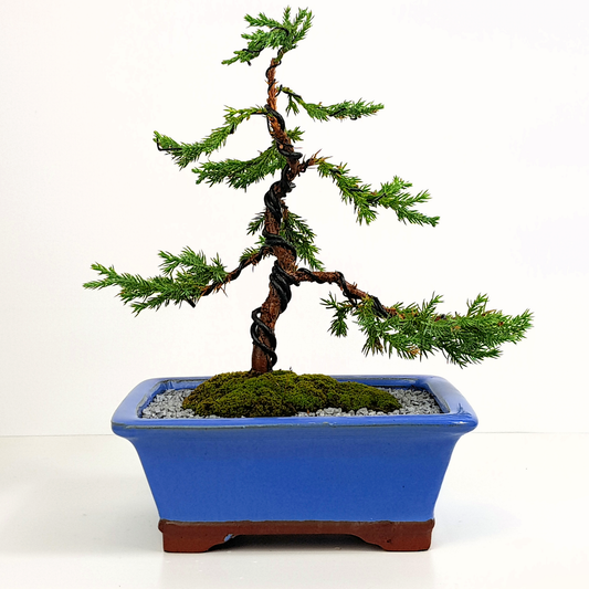 Squamata Chinese Juniper