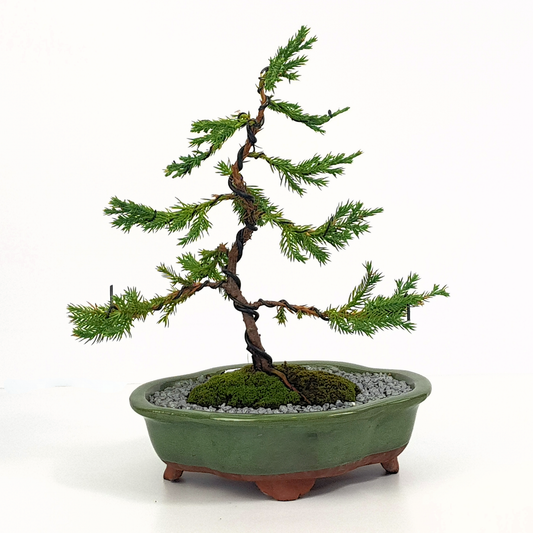 Chinese Juniper