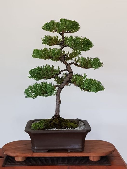 Chinese Juniper